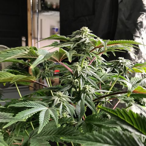 (Orig) White Widow growlog timeline photo