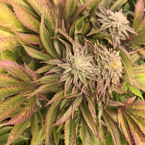 (Orig) White Widow growlog timeline photo