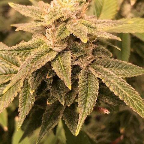 (Orig) White Widow growlog timeline photo