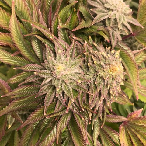(Orig) White Widow growlog timeline photo