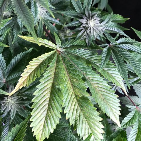 (Orig) White Widow growlog timeline photo