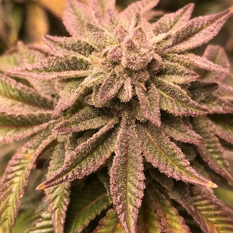 (Orig) White Widow growlog timeline photo