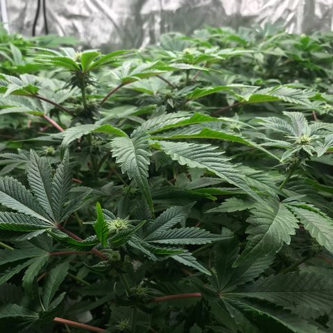 (Orig) White Widow growlog timeline photo
