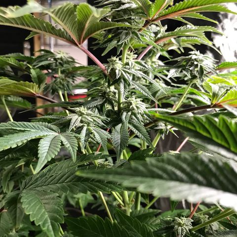 (Orig) White Widow growlog timeline photo