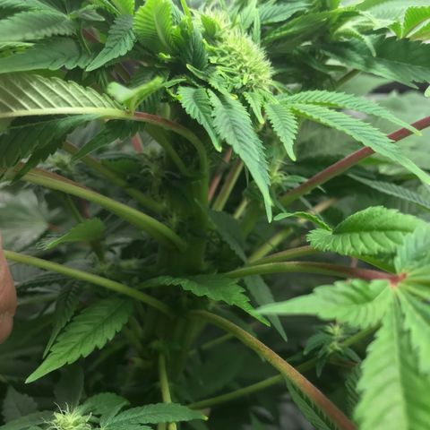 (Orig) White Widow growlog timeline photo