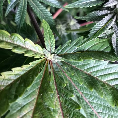 (Orig) White Widow growlog timeline photo