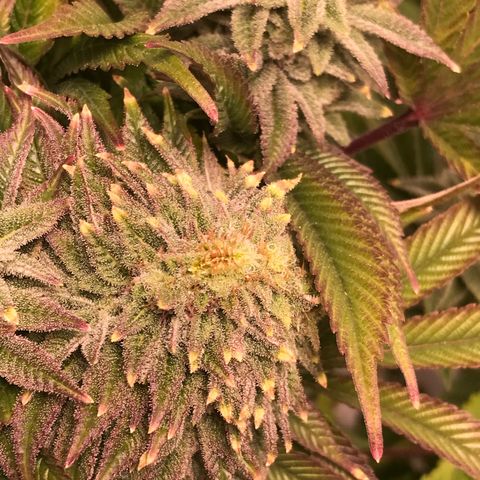 (Orig) White Widow growlog timeline photo