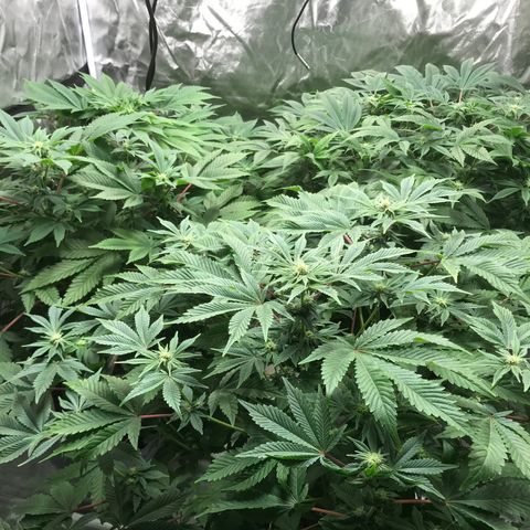 (Orig) White Widow growlog timeline photo