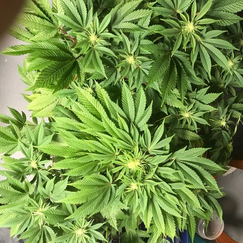 (Orig) White Widow growlog timeline photo