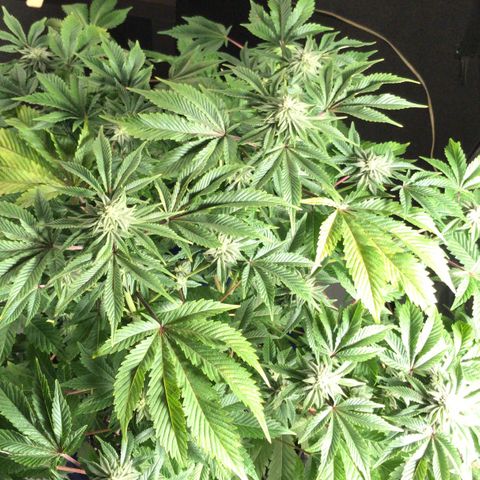 (Orig) White Widow growlog timeline photo
