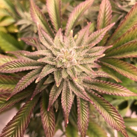 (Orig) White Widow growlog timeline photo