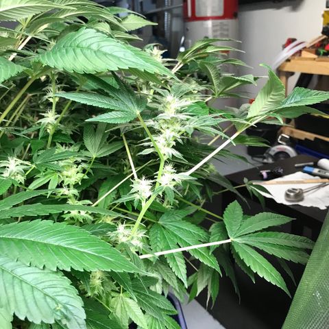 (Orig) White Widow growlog timeline photo