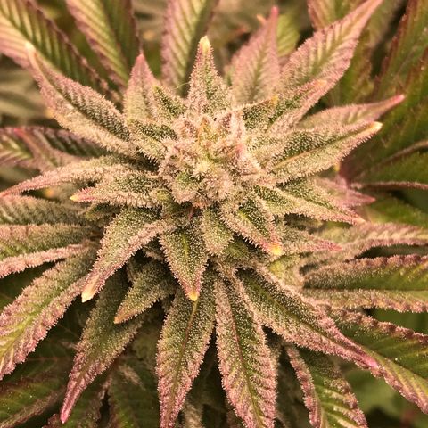 (Orig) White Widow growlog timeline photo