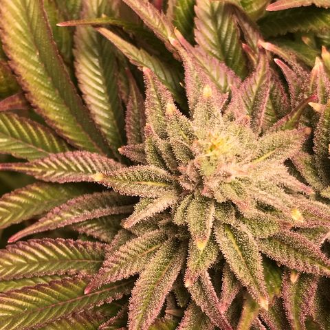 (Orig) White Widow growlog timeline photo