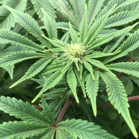 (Orig) White Widow growlog timeline photo