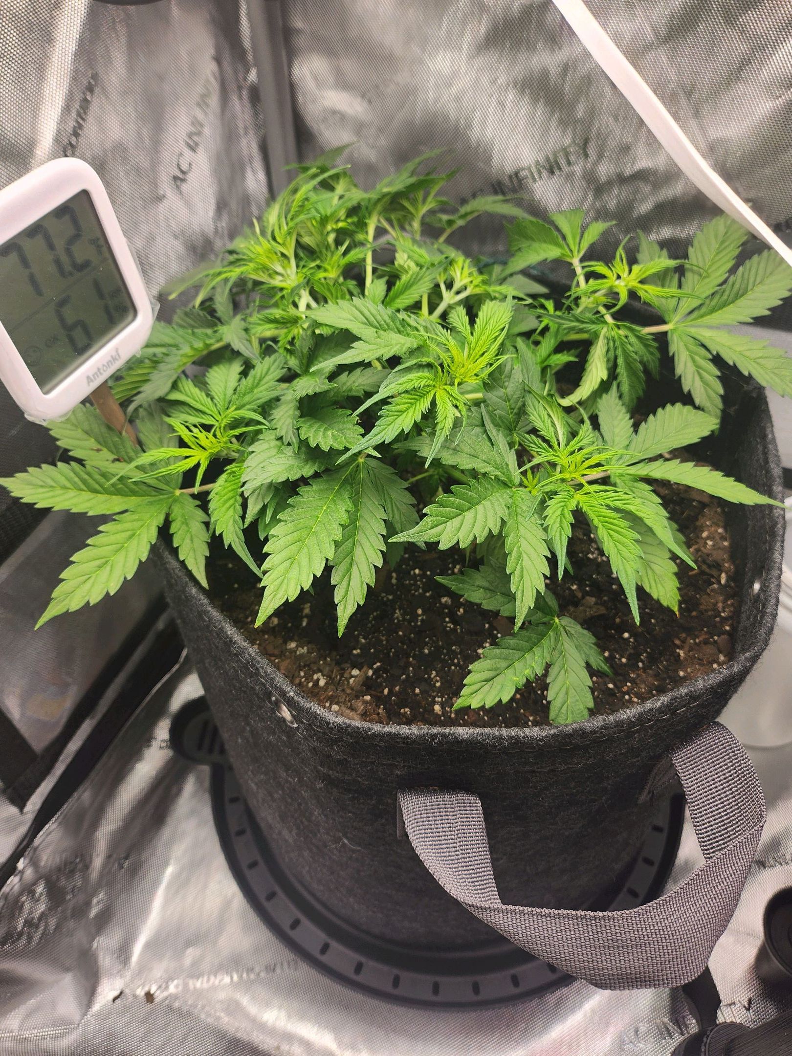 Super Silver Haze pot #1 growlog header