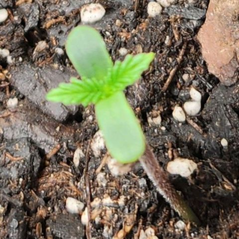 Super Silver Haze pot #2 growlog photo: 🌱