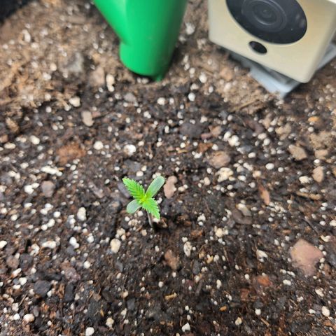 Super Silver Haze pot #2 growlog timeline photo