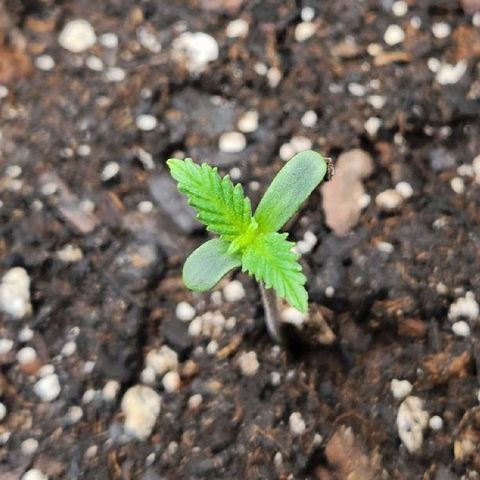 Super Silver Haze pot #2 growlog timeline photo