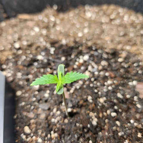 Super Silver Haze pot #2 growlog timeline photo