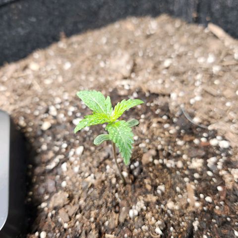 Super Silver Haze pot #2 growlog timeline photo