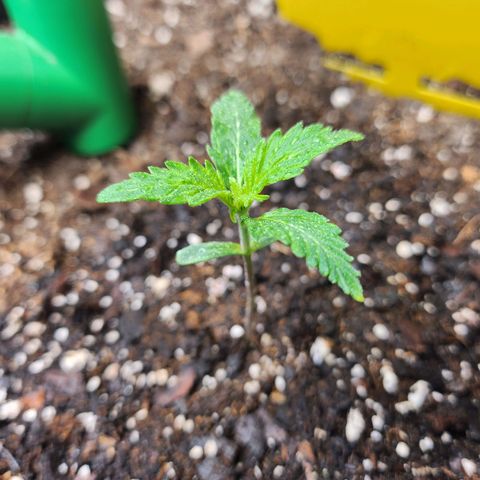 Super Silver Haze pot #2 growlog timeline photo