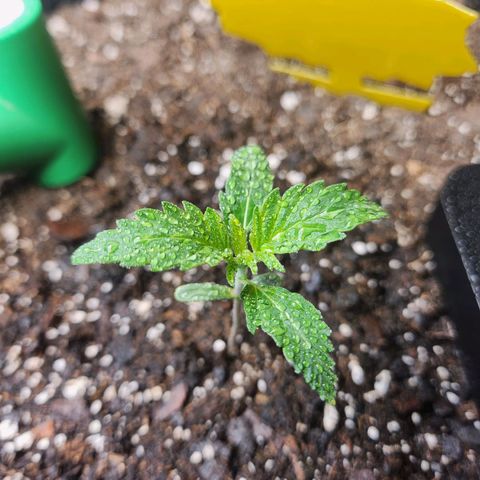 Super Silver Haze pot #2 growlog timeline photo