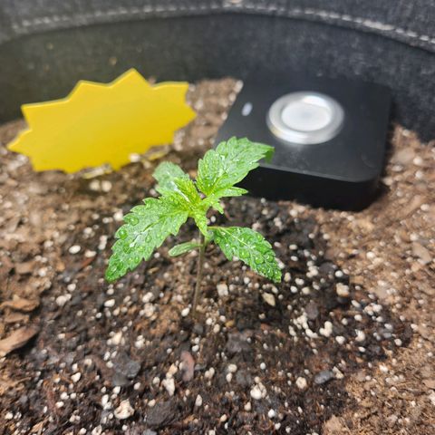 Super Silver Haze pot #2 growlog photo: Curling looking a little better today.  