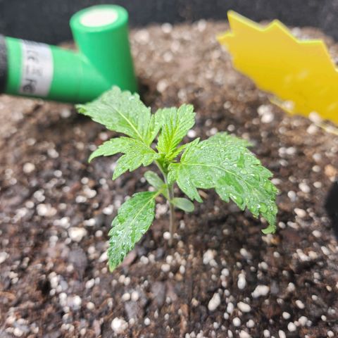 Super Silver Haze pot #2 growlog timeline photo