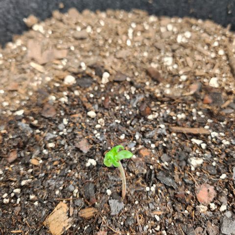 Super Silver Haze pot #1 growlog photo