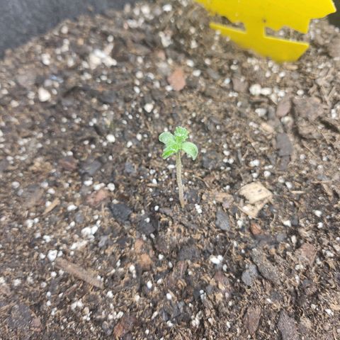 Super Silver Haze pot #1 growlog photo