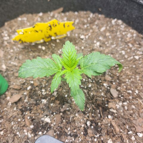 Super Silver Haze pot #2 growlog timeline photo