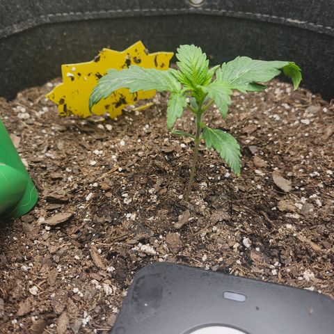 Super Silver Haze pot #2 growlog timeline photo