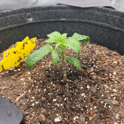 Super Silver Haze pot #2 growlog timeline photo