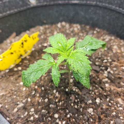 Super Silver Haze pot #2 growlog timeline photo
