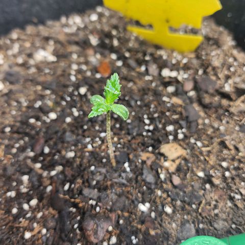 Super Silver Haze pot #1 growlog photo