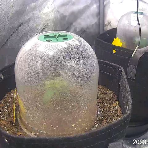 Super Silver Haze pot #1 growlog photo