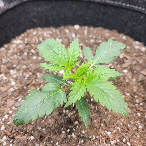 Super Silver Haze pot #2 growlog photo: I think droopage is looking a little better.  Leaving for the cabin today and it's week 3 of seedling/veg starting stage.  Fed some nutrients. Hopefully still alive when I get back on Monday...  