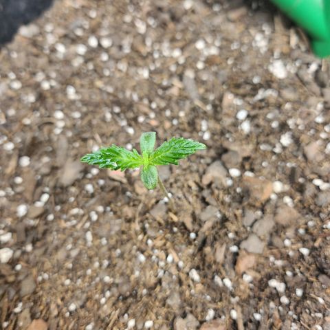 Super Silver Haze pot #1 growlog photo