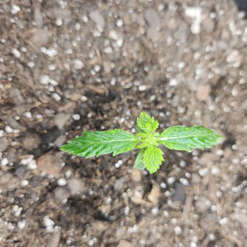 Super Silver Haze pot #1 growlog timeline photo