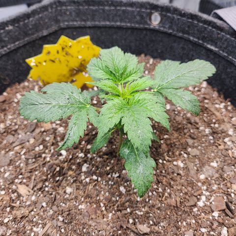 Super Silver Haze pot #2 growlog timeline photo