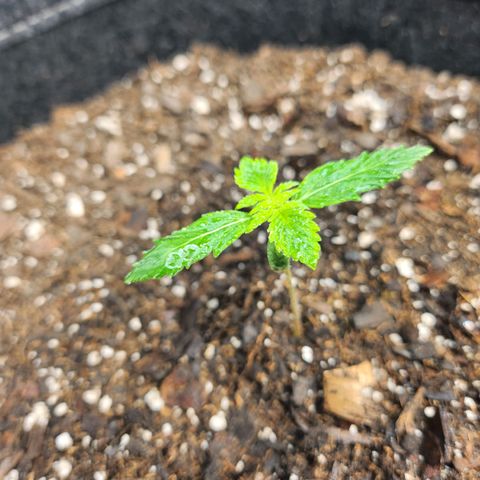 Super Silver Haze pot #1 growlog timeline photo