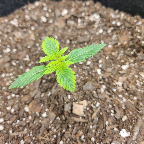 Super Silver Haze pot #1 growlog timeline photo