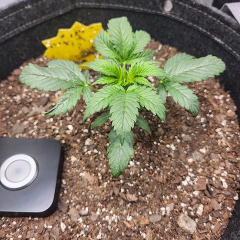 Super Silver Haze pot #2 growlog timeline photo