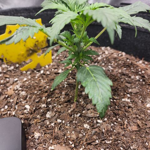 Super Silver Haze pot #2 growlog timeline photo