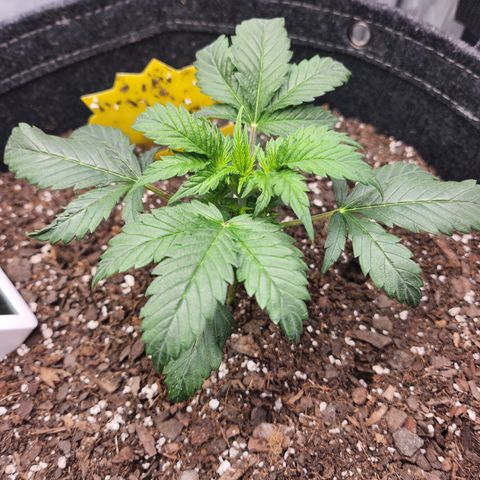 Super Silver Haze pot #2 growlog timeline photo