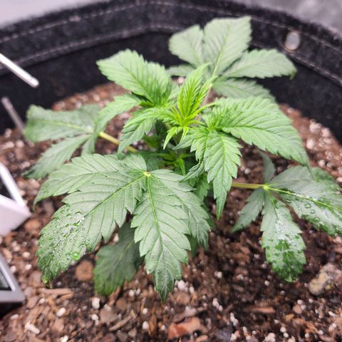 Super Silver Haze pot #2 growlog timeline photo