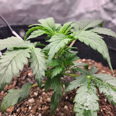 Super Silver Haze pot #2 growlog timeline photo