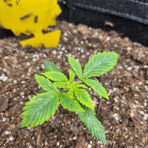 Super Silver Haze pot #1 growlog timeline photo