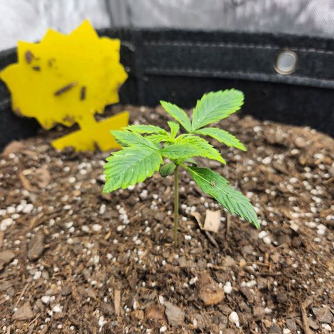 Super Silver Haze pot #1 growlog timeline photo